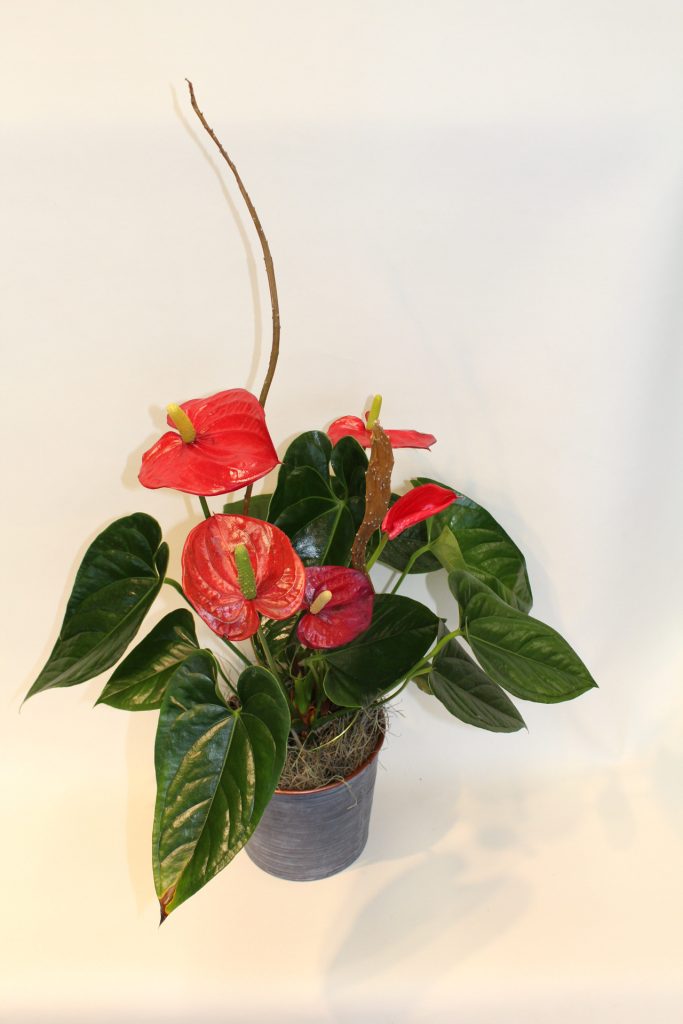 Indulge and Bloom