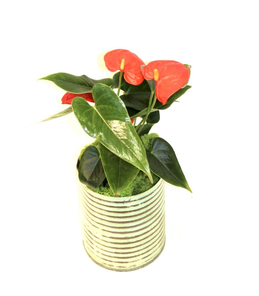 Indulge and Bloom