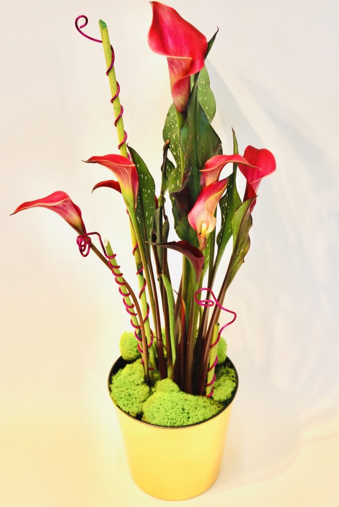 Indulge and Bloom