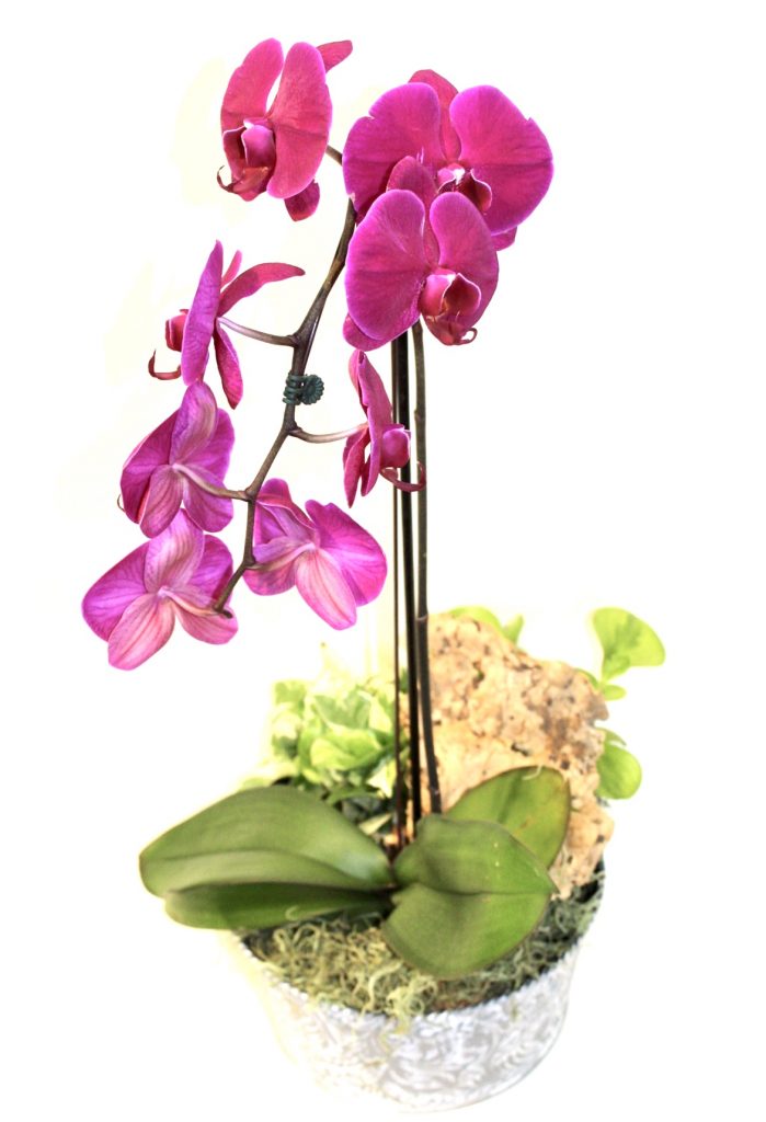 Indulge and Bloom